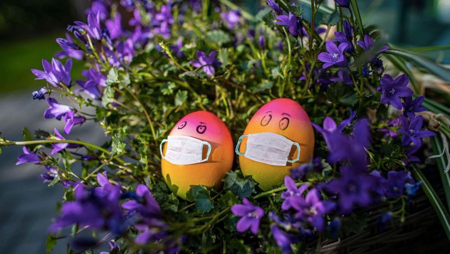 2 Eier mit Mundschutz in einem Nest von Glockenblumen, Osterbuschen (C) 2020 Christian Reich