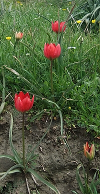 Wilde Tulpen